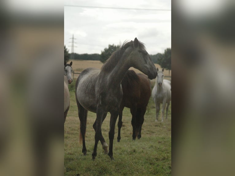 Berber Mare 2 years Brown in Grafschaft