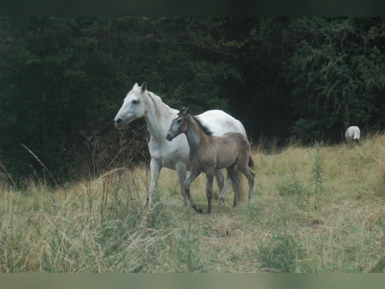 Berber Mare 2 years Brown in Grafschaft