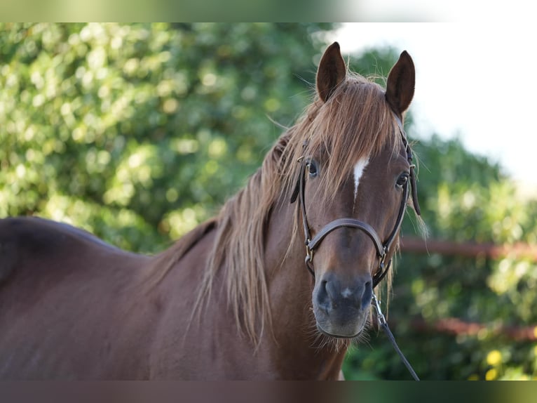 Berber Mare 3 years 15,1 hh in Souk Ahras Rp