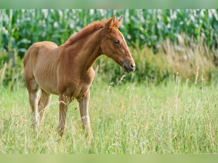 Berber Mare 3 years 15 hh Chestnut-Red in Langerwehe