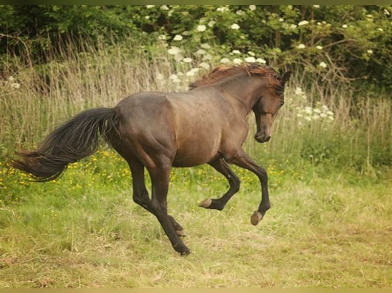 Berber Mare 3 years Buckskin in Harpstedt