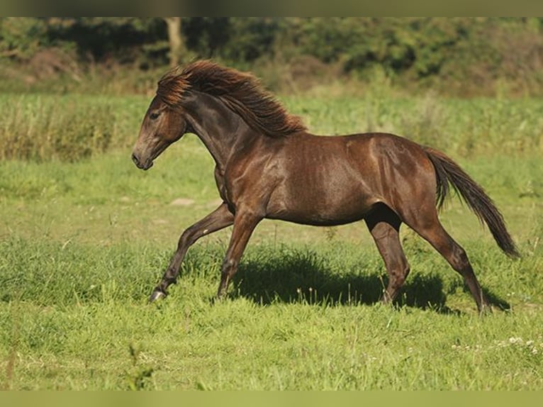 Berber Mare 3 years Buckskin in Harpstedt