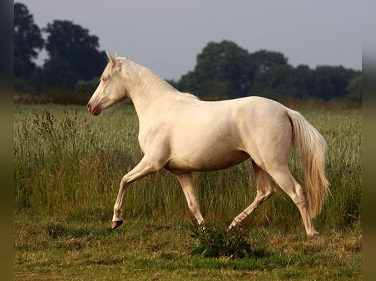 Berber Mare 3 years Buckskin in Harpstedt