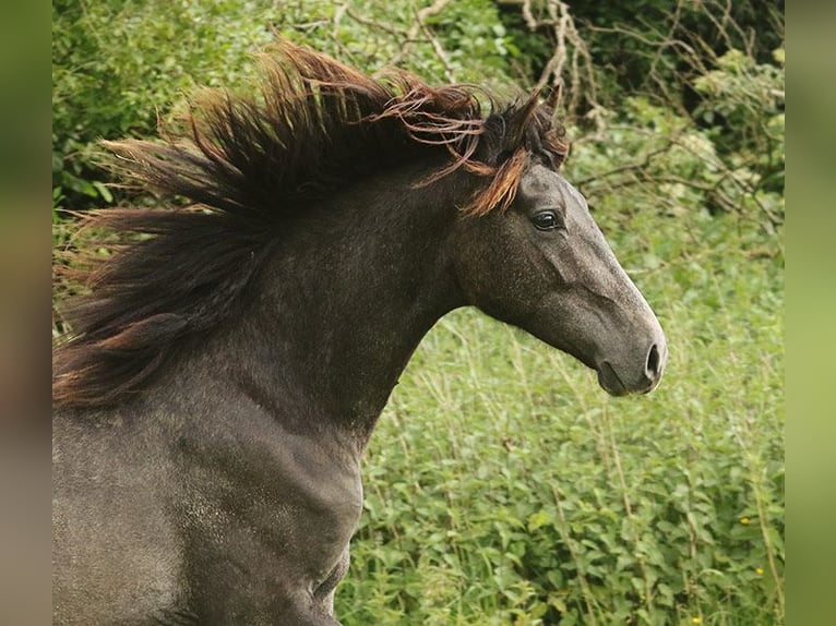 Berber Mare 3 years Buckskin in Harpstedt