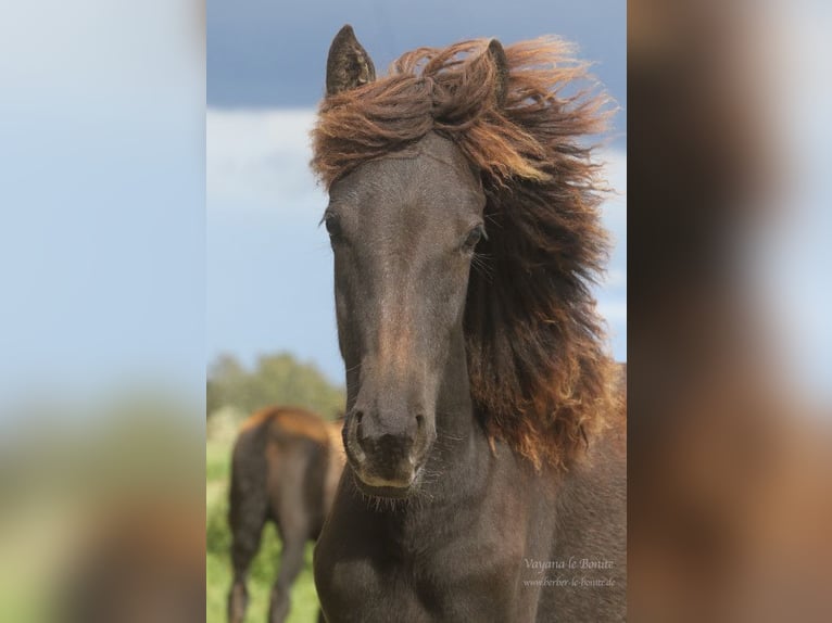 Berber Mare 3 years Buckskin in Harpstedt