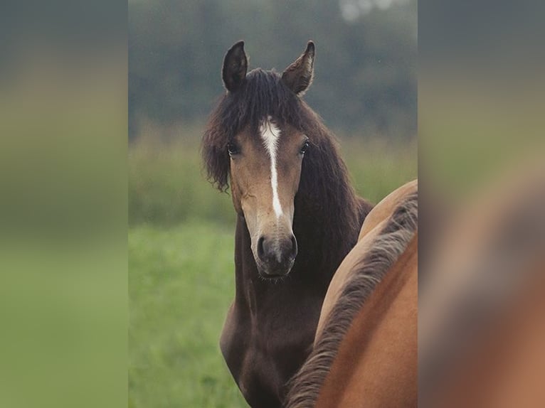 Berber Mare 3 years Buckskin in Harpstedt