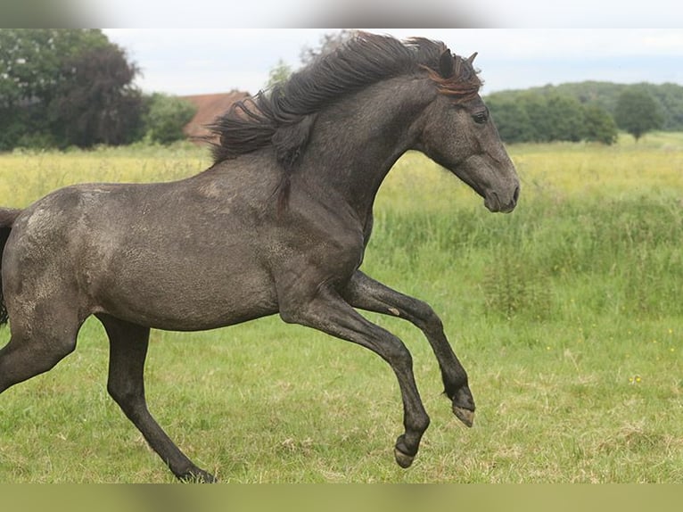 Berber Mare 3 years Buckskin in Harpstedt