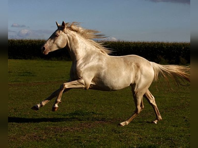 Berber Mare 3 years Buckskin in Harpstedt
