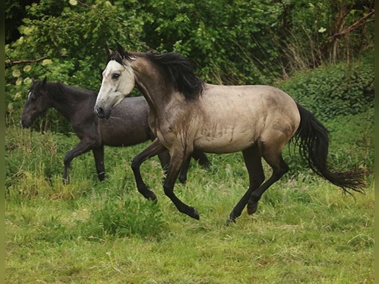 Berber Mare 3 years Buckskin in Harpstedt