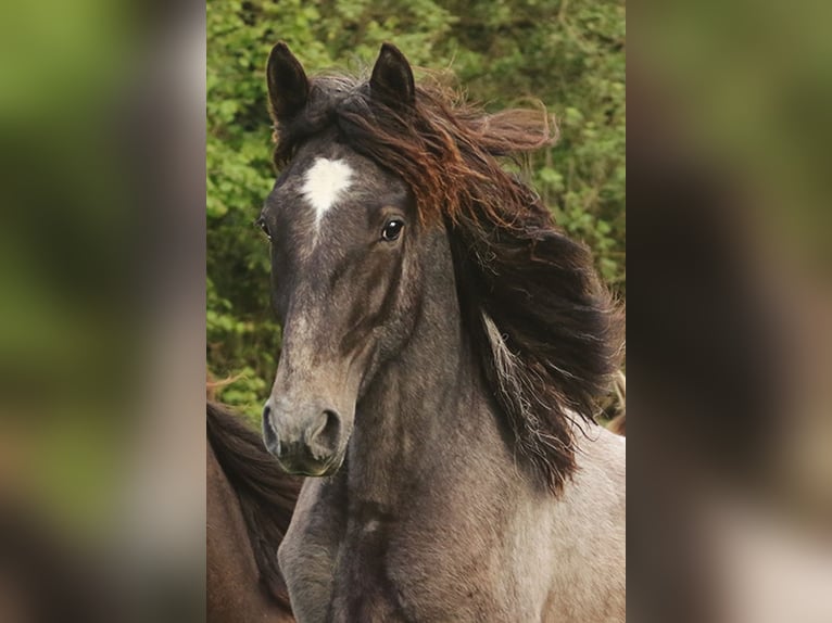 Berber Mare 3 years Buckskin in Harpstedt