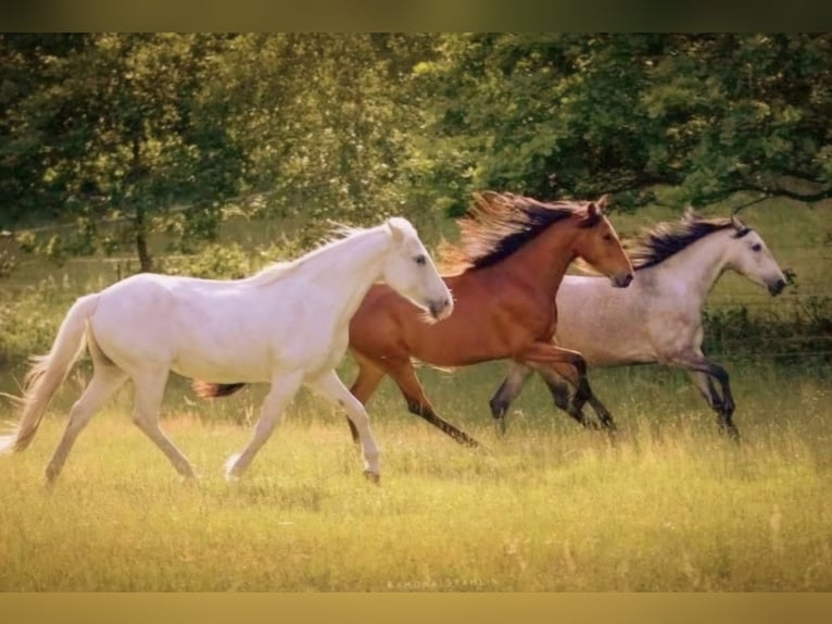 Berber Mare 3 years in Stelzenberg