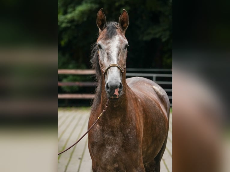 Berber Mare 4 years 15,1 hh Gray in Steinhagen