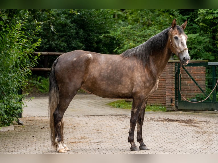 Berber Mare 4 years 15,1 hh Gray in Steinhagen