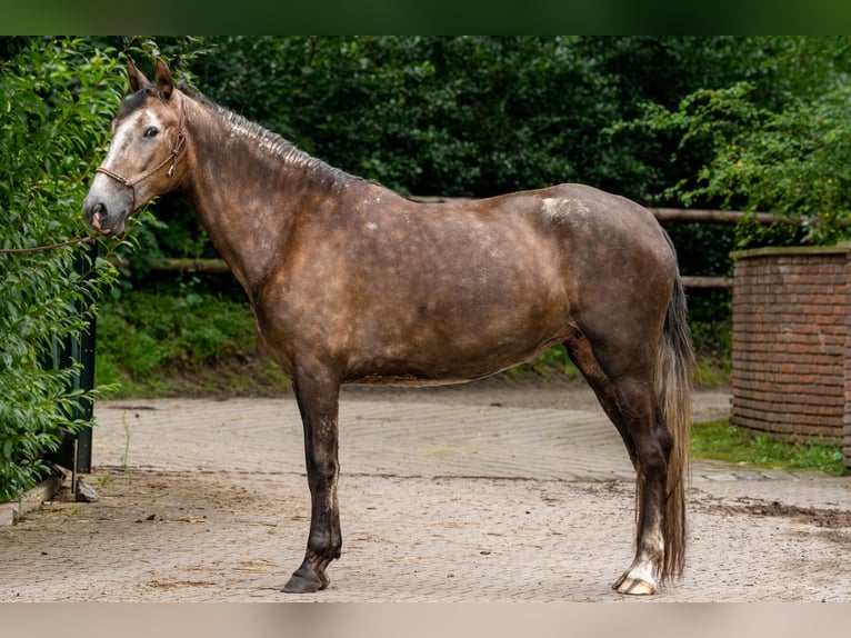 Berber Mare 4 years 15,1 hh Gray in Steinhagen