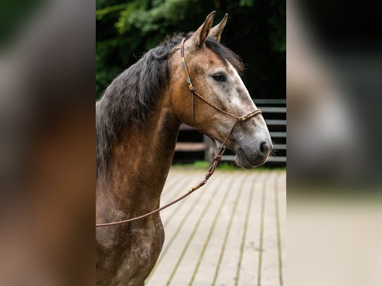 Berber Mare 4 years 15,1 hh Gray in Steinhagen