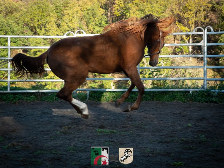 Berber Mare 4 years 15,1 hh Sorrel in Langerwehe