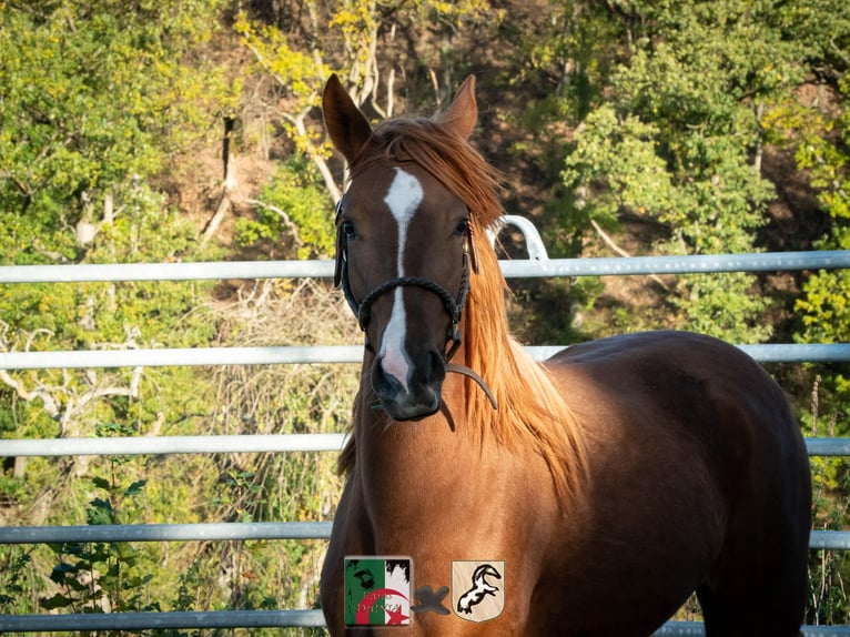 Berber Mare 4 years 15,1 hh Sorrel in Langerwehe