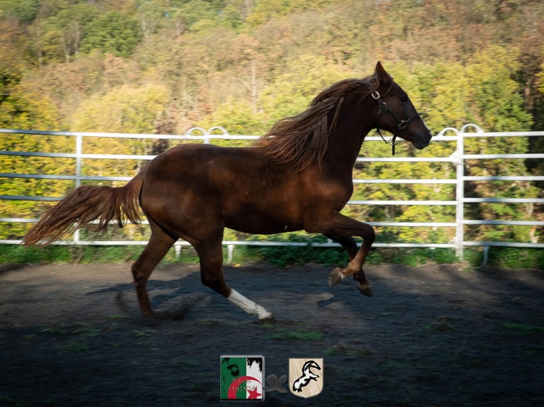 Berber Mare 4 years 15,1 hh Sorrel in Langerwehe