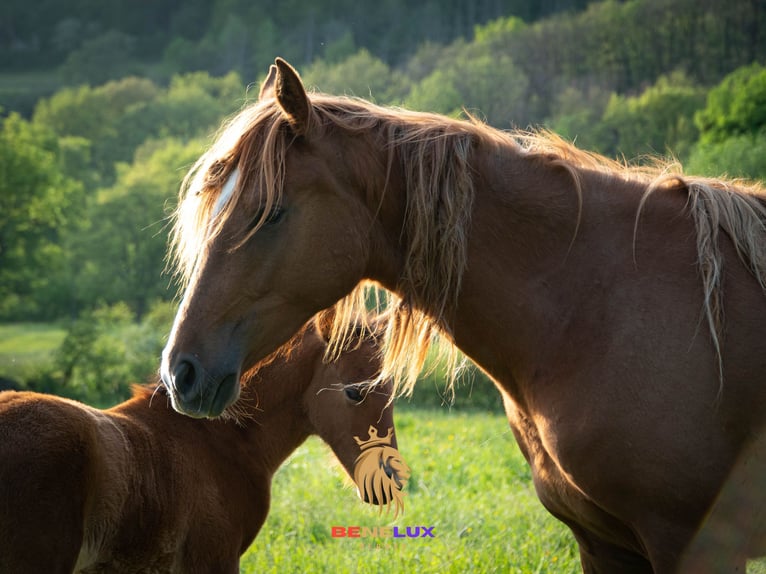 Berber Mare 4 years 15,1 hh Sorrel in Langerwehe