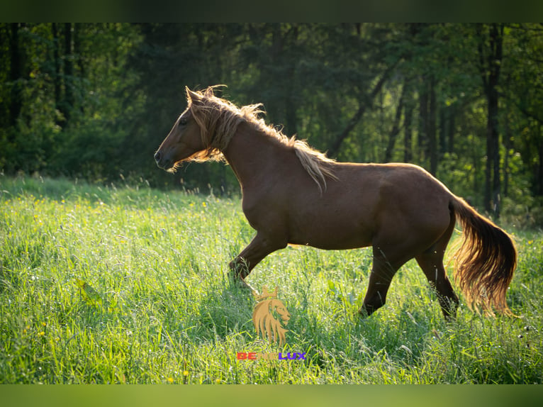 Berber Mare 4 years 15,1 hh Sorrel in Langerwehe