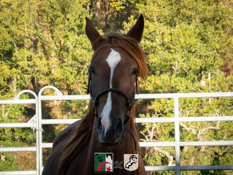 Berber Mare 4 years 15,1 hh Sorrel in Langerwehe