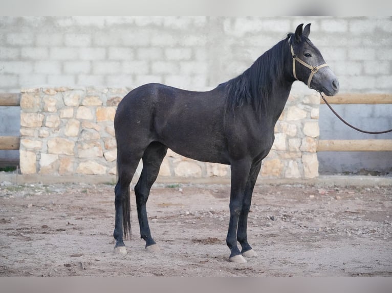 Berber Mare 4 years 15 hh in Marseille 15