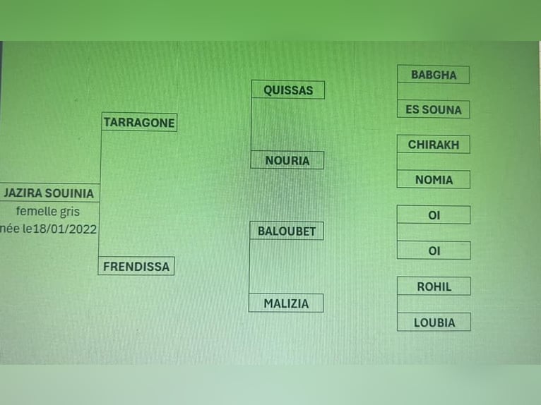 Berber Mare 4 years 15 hh in Marseille 15