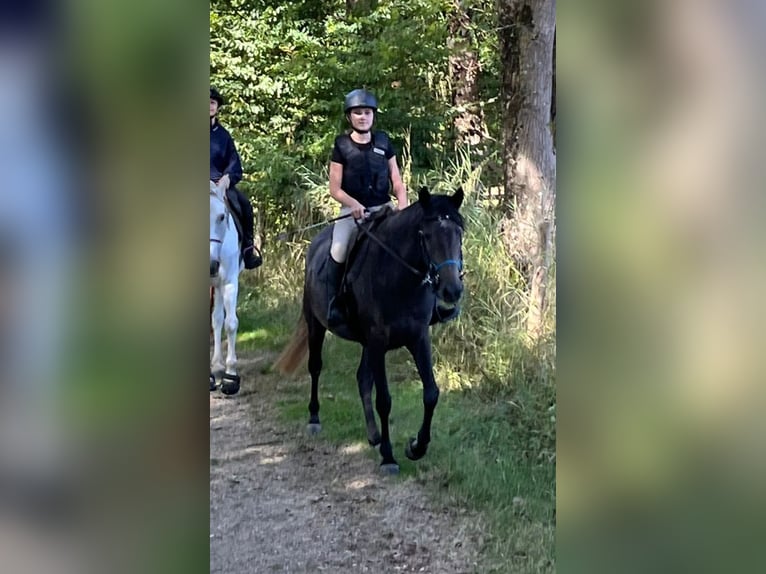 Berber Mare 4 years 15 hh Brown Falb mold in La Crèche