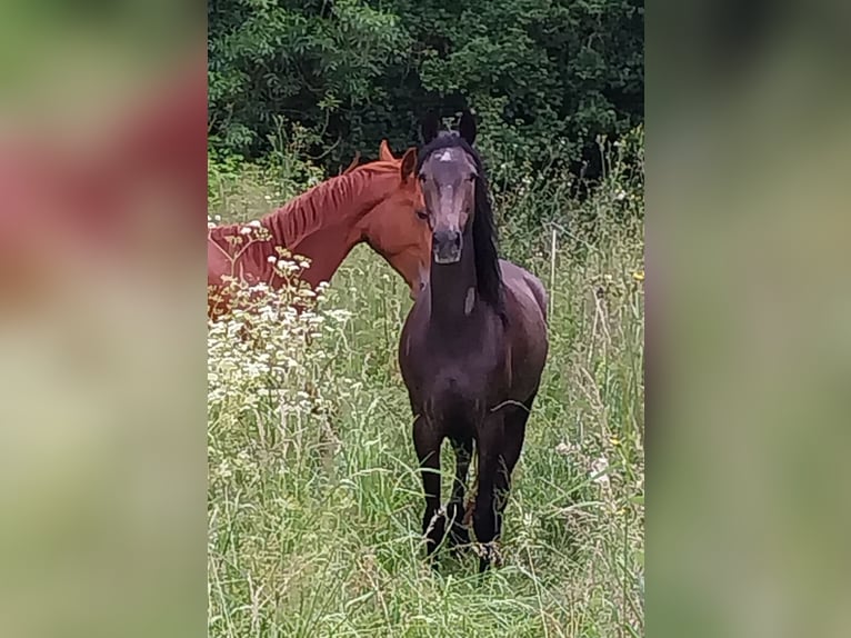 Berber Mare 4 years 15 hh Brown Falb mold in La Crèche