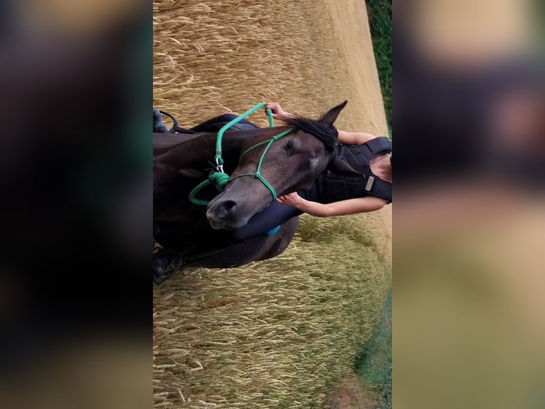 Berber Mare 4 years 15 hh Brown Falb mold in La Crèche