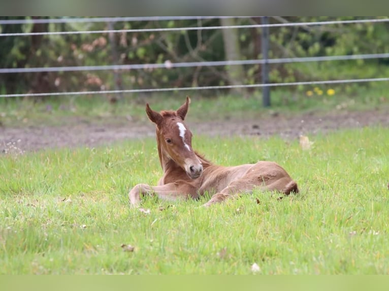 Berber Mare 4 years 15 hh Chestnut-Red in Langerwehe