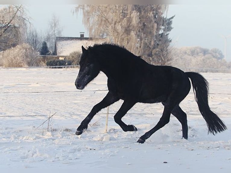Berber Mare 4 years Buckskin in Harpstedt