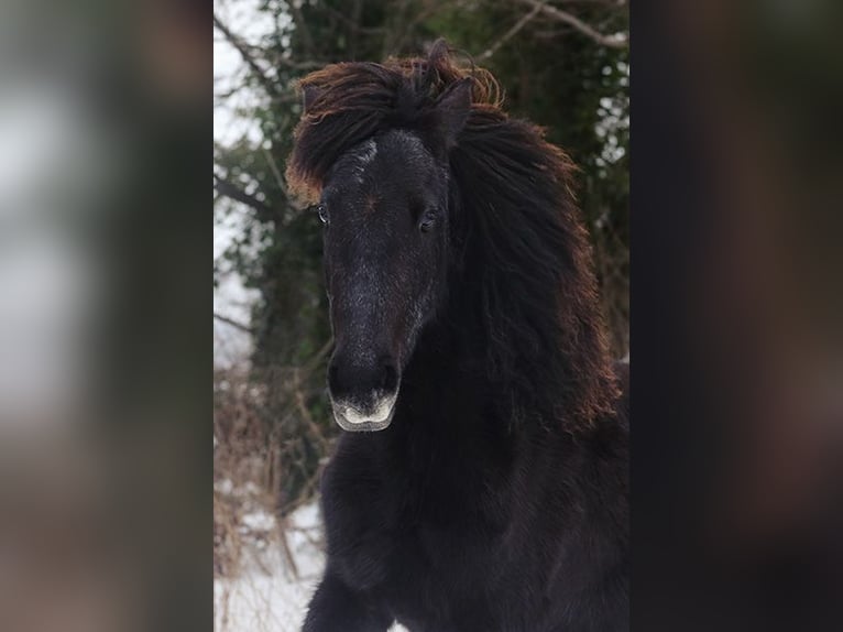 Berber Mare 4 years Buckskin in Harpstedt