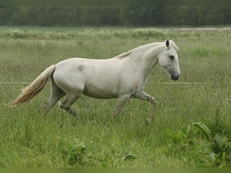 Berber Mare 4 years Buckskin in Harpstedt