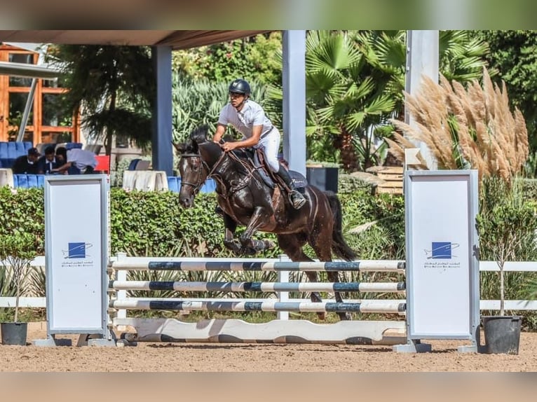 Berber Mare 5 years 15,1 hh Black in casablanca