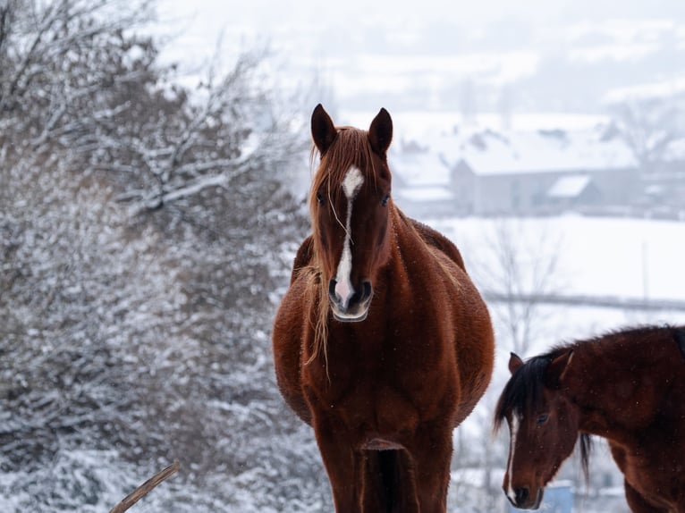 Berber Mare 5 years 15.1 hh Sorrel in Langerwehe