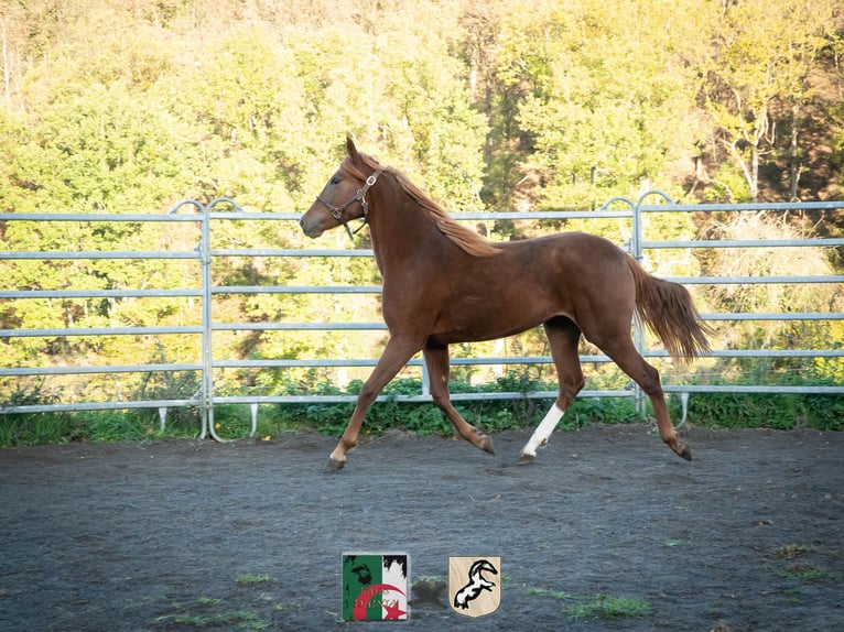 Berber Mare 5 years 15.1 hh Sorrel in Langerwehe