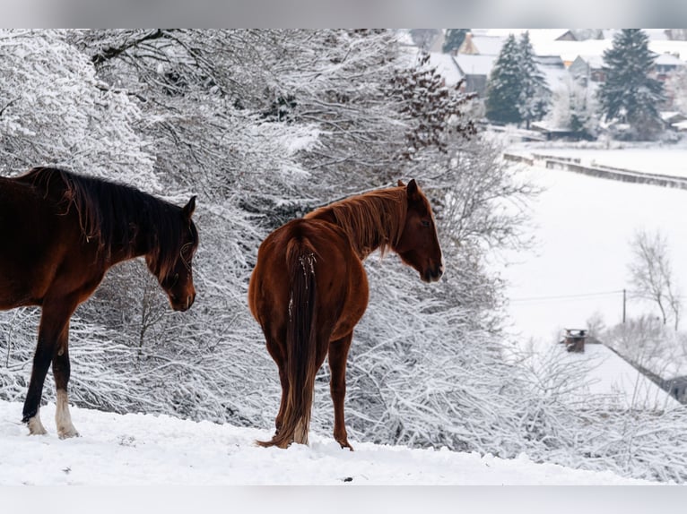 Berber Mare 5 years 15.1 hh Sorrel in Langerwehe