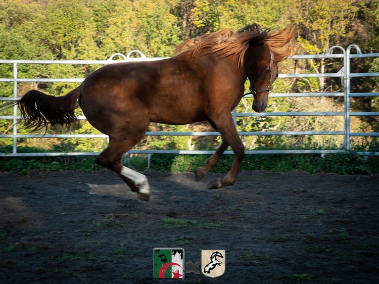 Berber Mare 5 years 15,1 hh Sorrel in Langerwehe