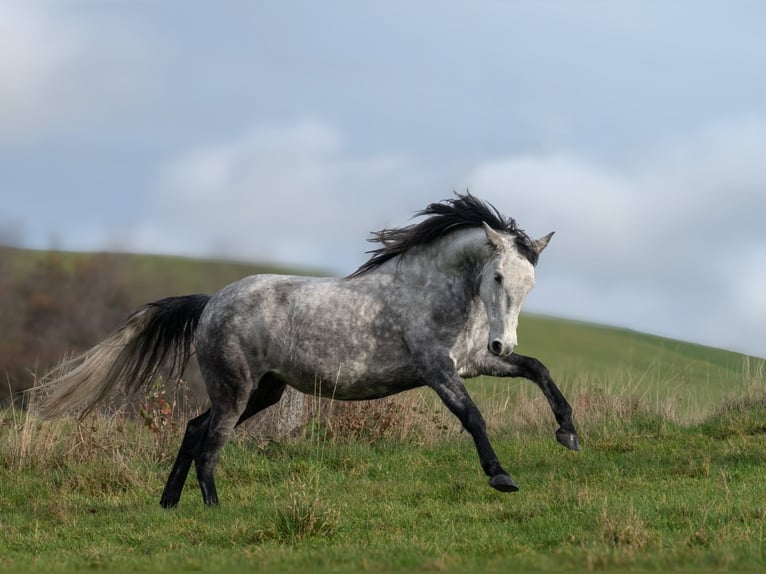Berber Mare 6 years 15 hh Grey in Pluwig