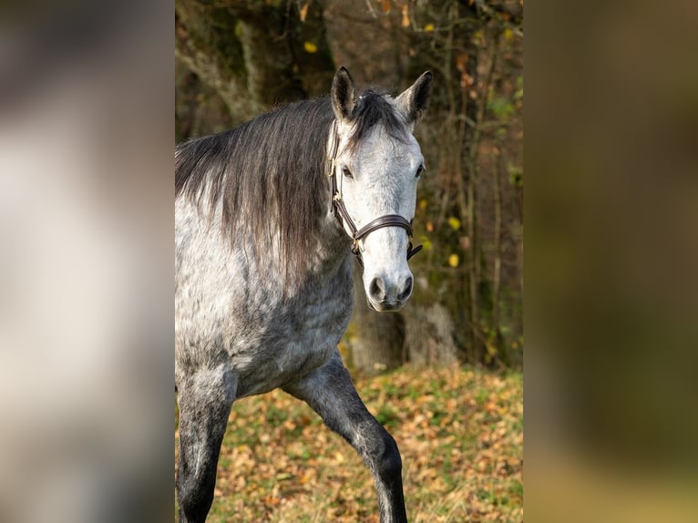 Berber Mare 6 years 15 hh Grey in Pluwig