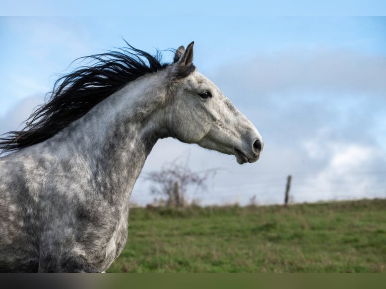Berber Mare 6 years 15 hh Grey in Pluwig