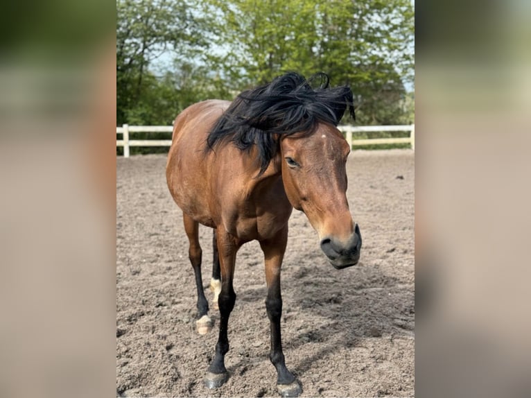 Berber Mare 6 years 15,1 hh Brown in Wuppertal