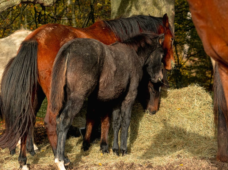Berber Mare Foal (06/2025) in Langerwehe
