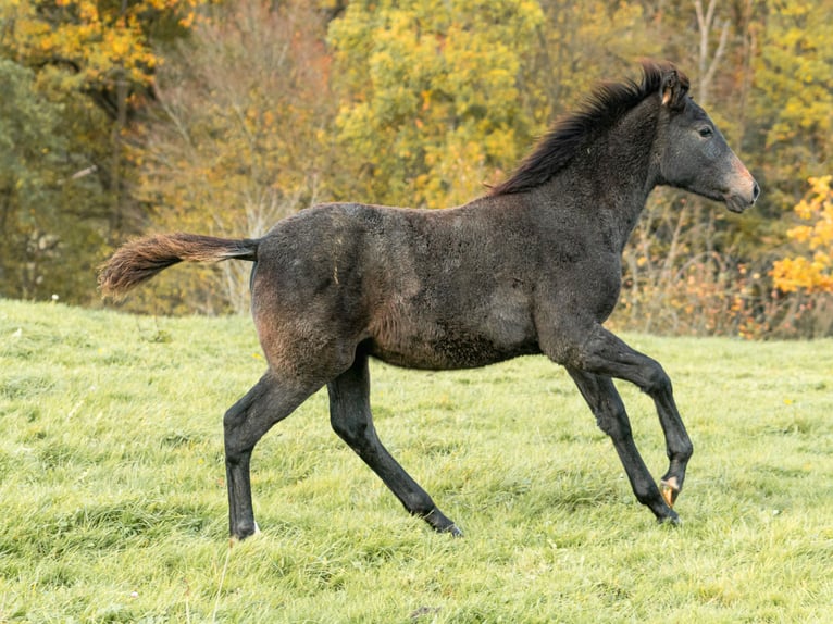 Berber Mare Foal (06/2025) in Langerwehe