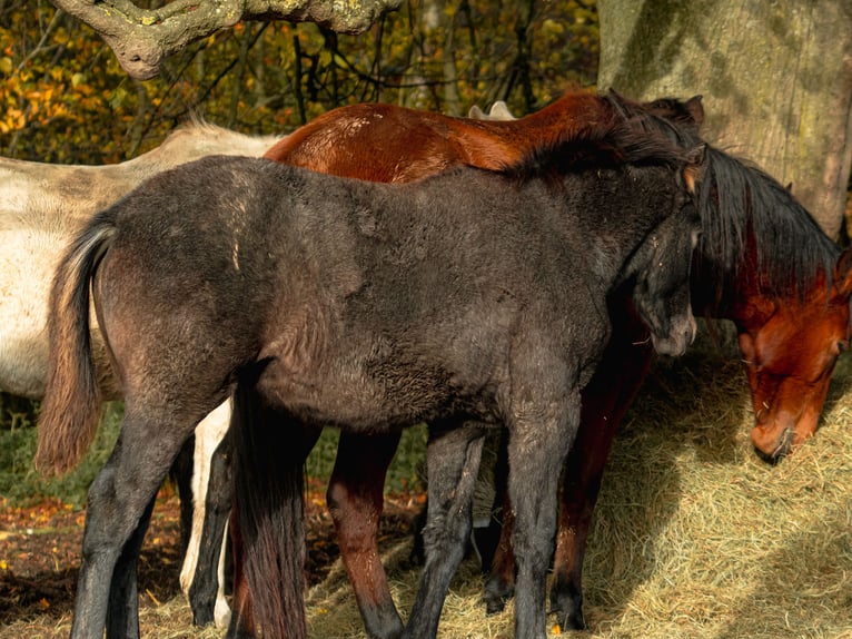 Berber Mare Foal (06/2025) in Langerwehe