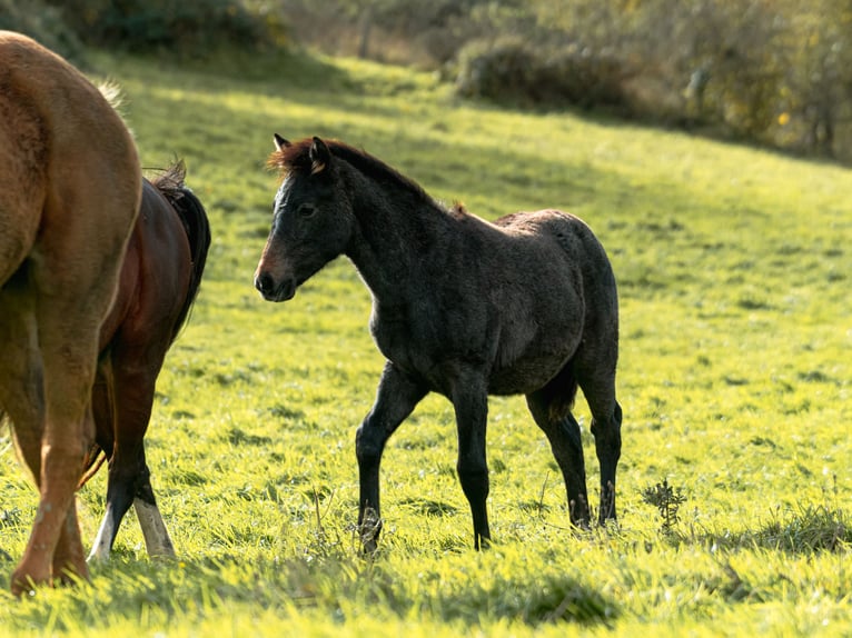 Berber Mare Foal (06/2025) in Langerwehe