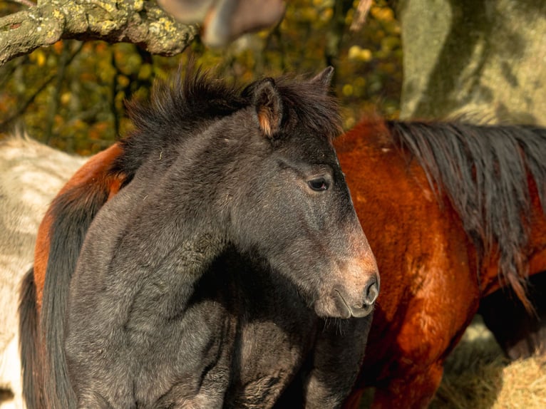 Berber Mare Foal (06/2025) in Langerwehe