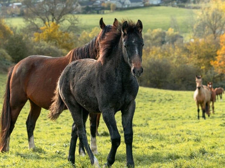 Berber Mare Foal (06/2025) in Langerwehe