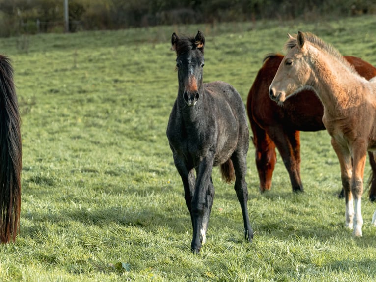 Berber Mare Foal (06/2025) in Langerwehe